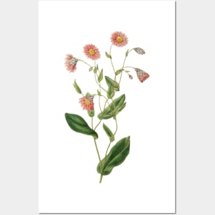 Delicate pink botanical Posters and Art